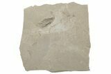 Detailed Fossil Feather and Leaf - Green River Formation, Utah #242709-1